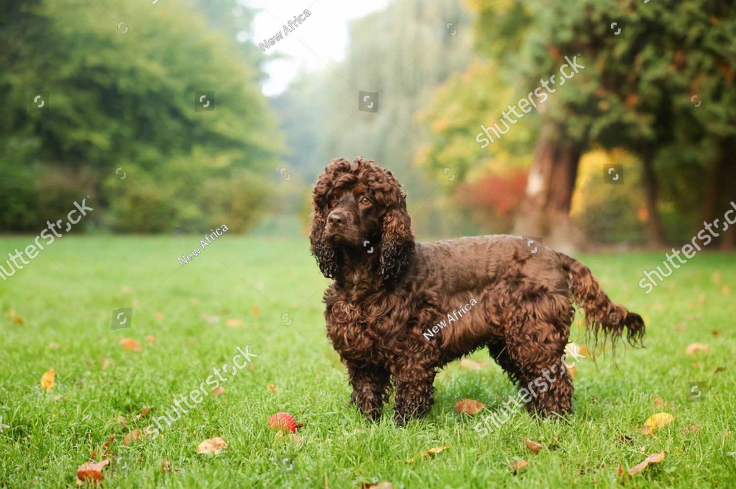 stock photo beautiful irish water spaniel dog in park space for text 2696367577