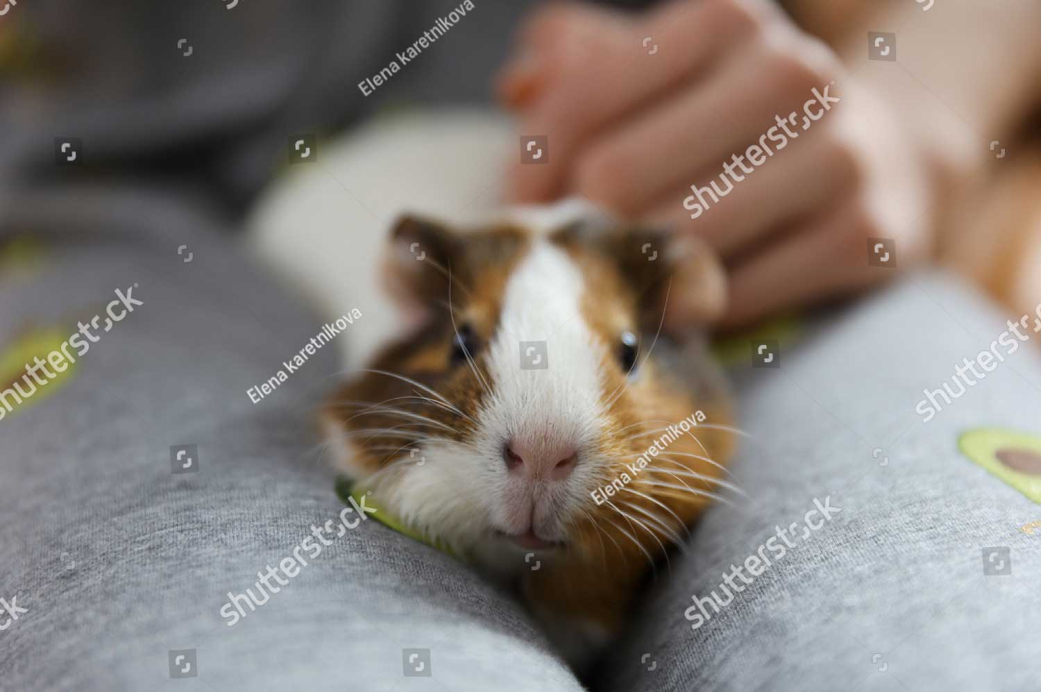 stock photo girl strokes the guinea pig 1962078652