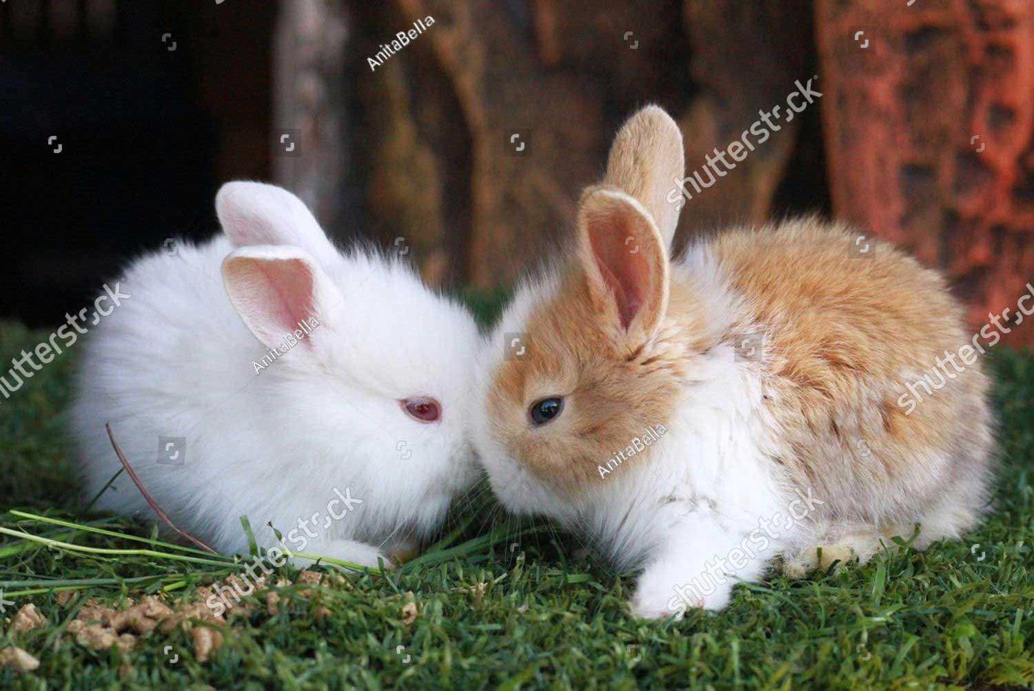 stock photo the two cute little rabbits 2796269033